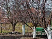 Обязательна ли побелка деревьев в саду? побелка деревьев