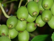 Актинидия – даже лучше, чем киви актинидия