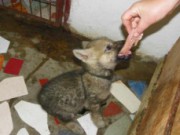 Житель Днепродзержинска хочет воспитывать волчонка волченок