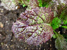 крестоцветная блошка