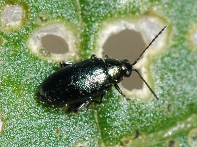 крестоцветная блошка