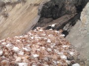 Обнаружен несанкционированный птицемогильник в Елизаветовке