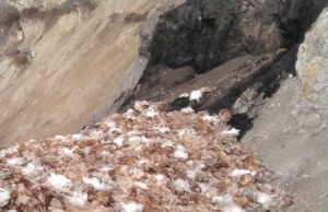 Обнаружен несанкционированный птицемогильник в Елизаветовке