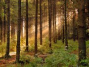 Берегите лес лес