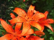 Лилия – королева цветов лилия