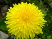 Одуванчик — сорняк или целитель? одуванчик