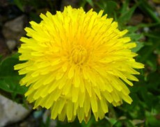 одуванчик одуванчик