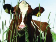 Пастбищный сезон: рай для скота пастбище