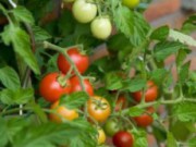 Помидоры: срывать или не срывать? помидоры