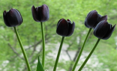 тюльпаны