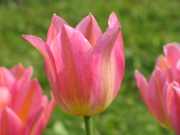 Что мы знаем о тюльпанах? тюльпаны