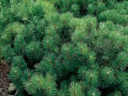 Хвоя – универсальное декоративное украшение сада хвоя