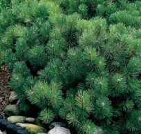 Хвоя – универсальное декоративное украшение сада хвоя