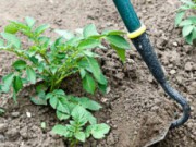 Июнь: время полива и борьбы с сорняками Июнь огород