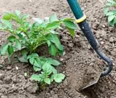 Июнь: время полива и борьбы с сорняками Июнь огород