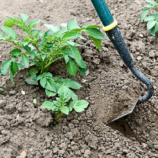 Июнь огород Июнь огород