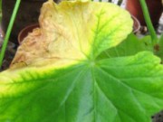 Растения: лучше профилактика, чем лечение болезни растений