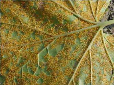 болезни растений