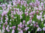 Брукенталия – зелень в саду круглый год брукенталия