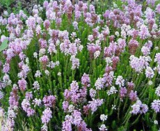 брукенталия