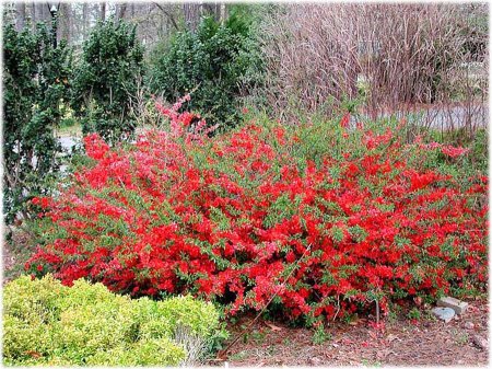 брукенталия