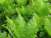 Вудвардия – экзотично и просто вудвардия