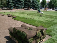 газонная трава