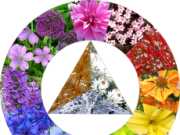 Гармония оттенков в саду гармония цвета