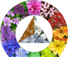 Гармония оттенков в саду гармония цвета