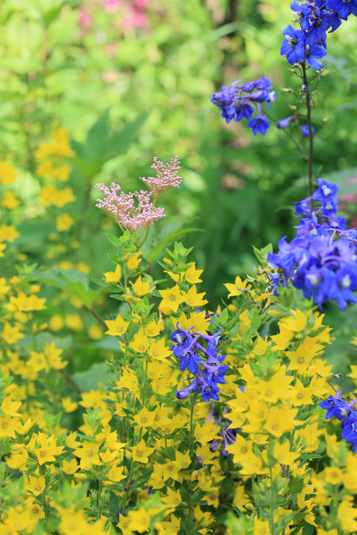 гармония цветов