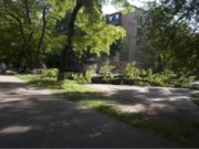 Огромное дерево упало на дорогу, к счастью, никого не поранив дерево упало на дорогу