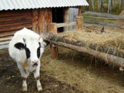 Заготавливаем сено на зиму заготовка сена