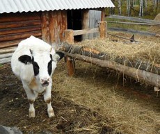 заготовка сена