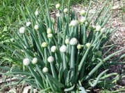 Если лук, то только репчатый? лук