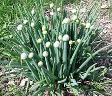 Если лук, то только репчатый? лук