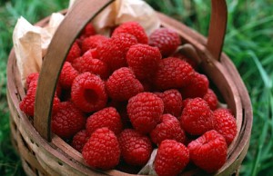 Малина – самая ценная ягодная культура малина