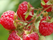 Секреты успешного выращивания малины малина