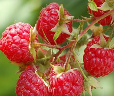 Секреты успешного выращивания малины малина