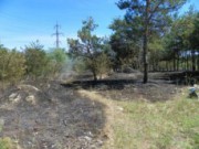 В Днепродзержинске сгорело 0,5 га хвойного леса пожар лес