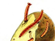 Спасаем картошку – уничтожаем проволочника проволочник