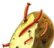 Спасаем картошку – уничтожаем проволочника проволочник