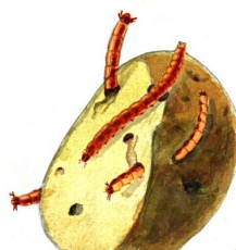 проволочник