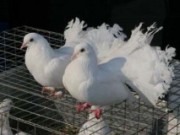 Символ мира: разводим голубей разведение голубей