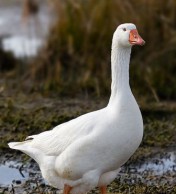 Разводим гусей – практически без усилий разведение гусей