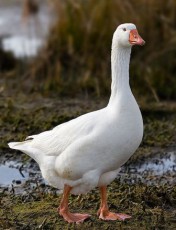 разведение гусей