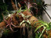 Эпифитное дерево: экзотика в саду и дома эпифитное дерево