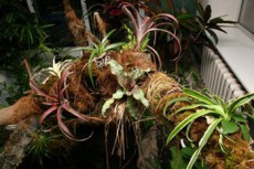 эпифитное дерево