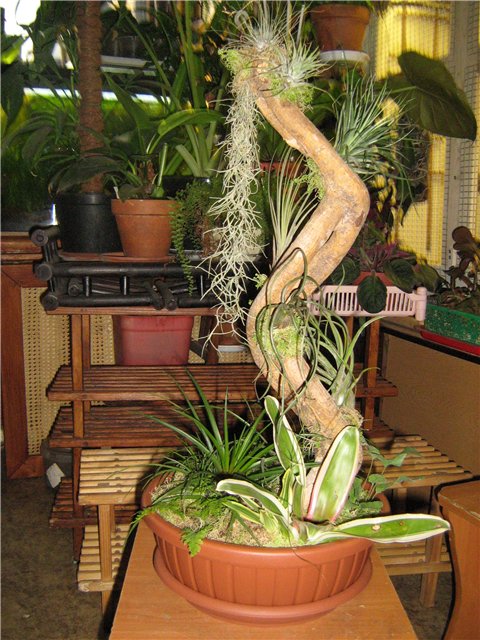 эпифитное дерево