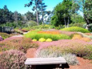 Вереск – как часть ландшафтной композиции вересковый сад