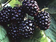 Ежевика: и декоративно, и вкусно, и полезно ежевика